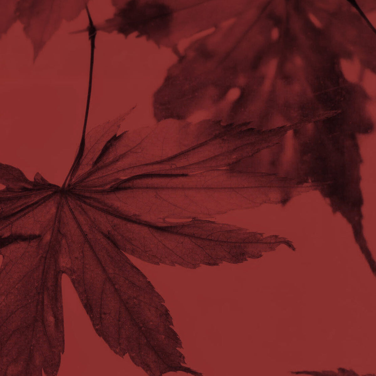 KissuLipMaskMaple-pdp-FullSize-MapleLeaf-1200x1200-1.jpg